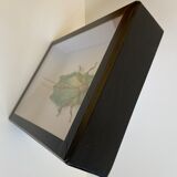 Framed naturalized insect - Phyllium giganteum, Malaysia