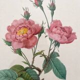 Framed lithograph roses Pierre Joseph Redouté, vintage botanical poster