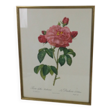 Great Redouté Lithograph