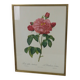 Great Redouté Lithograph