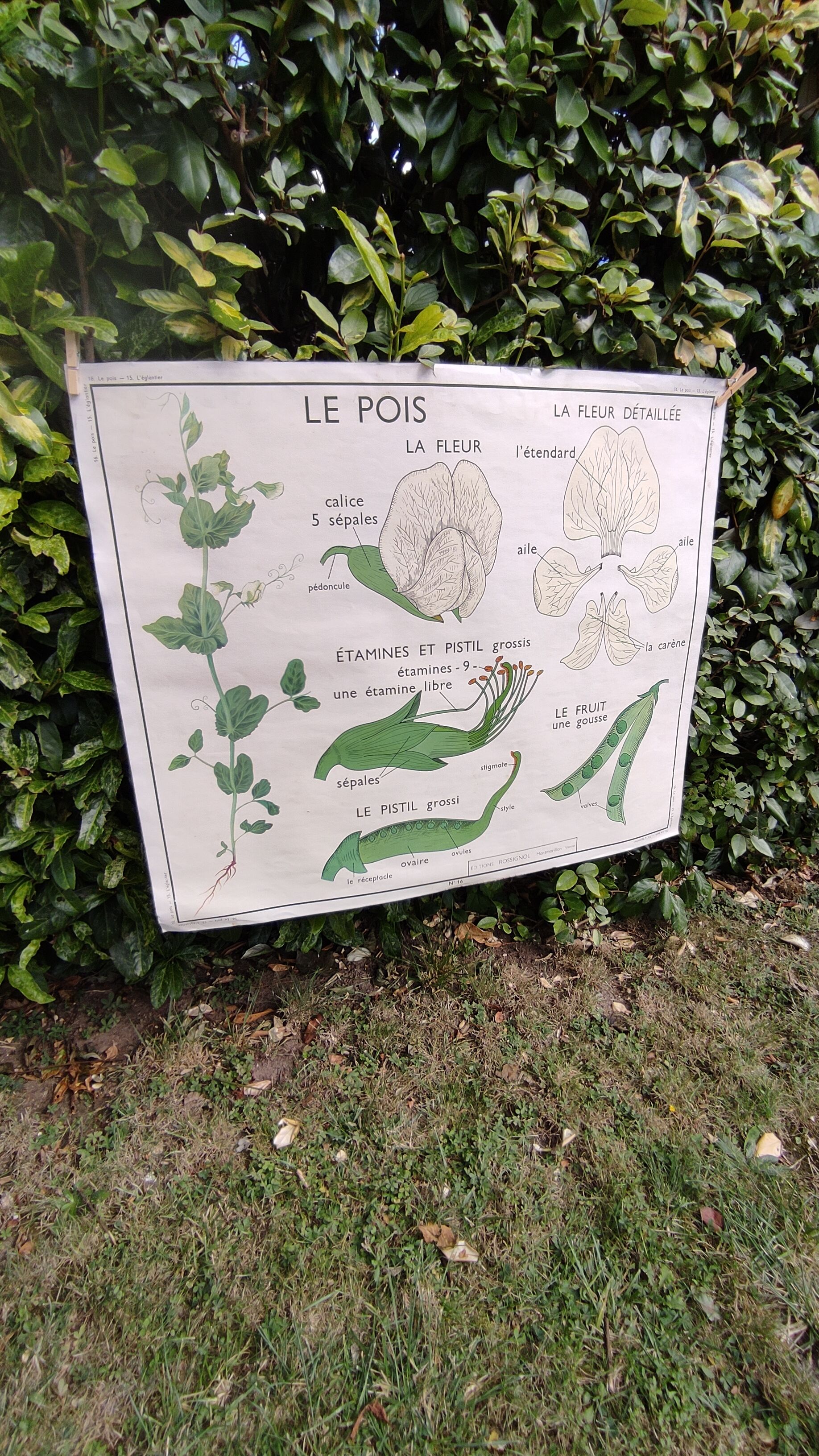 Botanical school poster Montmorillon 15 & 16