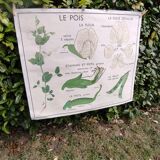 Botanical school poster Montmorillon 15 & 16
