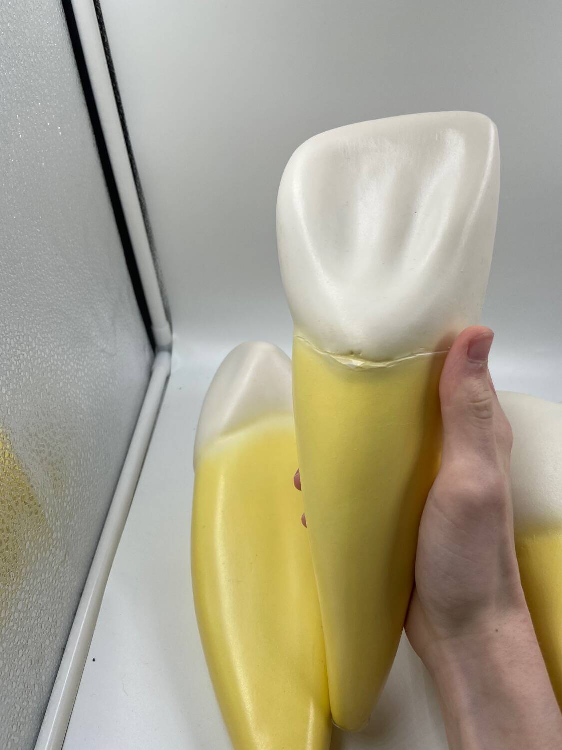 Large size dental model 3 teeth