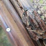 rocking chair Thonet nr. 4