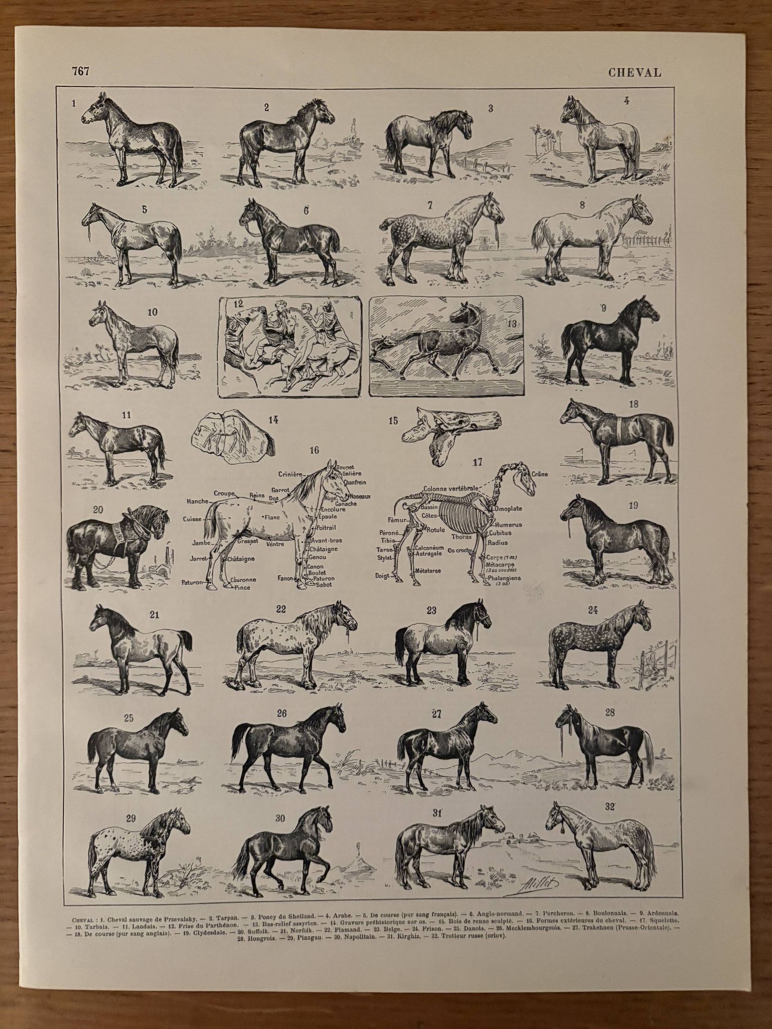 Ancienne gravure sur le cheval 1900