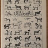 Old engraving of the horse 1900