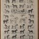 Ancienne gravure sur le cheval 1900