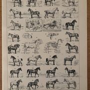 Ancienne gravure sur le cheval 1900