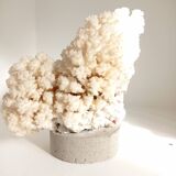 Coral on base