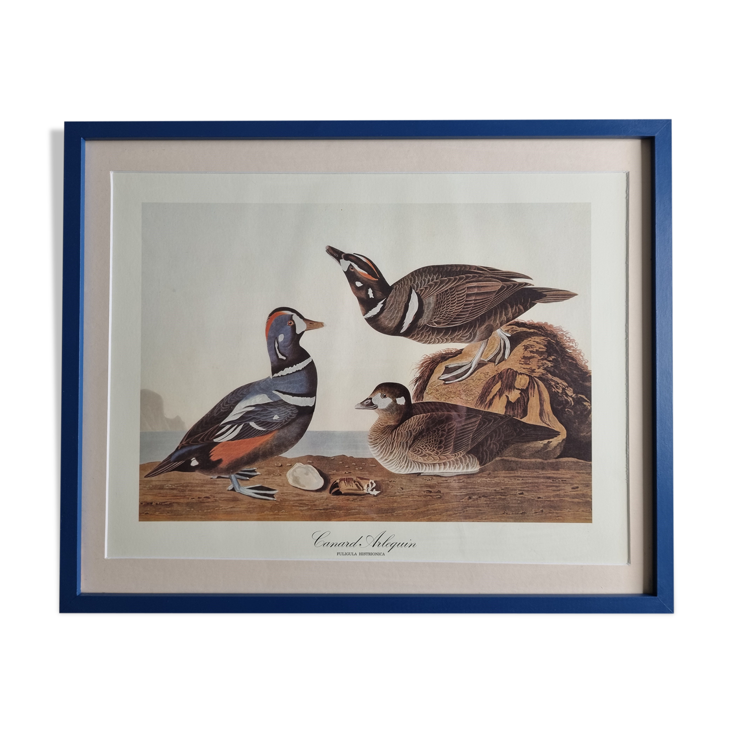 Vintage reproduction after Jean-Jacques Audubon, ornithology, Harlequin Duck