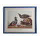 Vintage reproduction after Jean-Jacques Audubon, ornithology, Harlequin Duck
