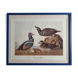 Reproduction vintage d'après Jean-Jacques Audubon, ornithologie, Canard arlequin
