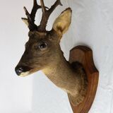 Deer head trophy