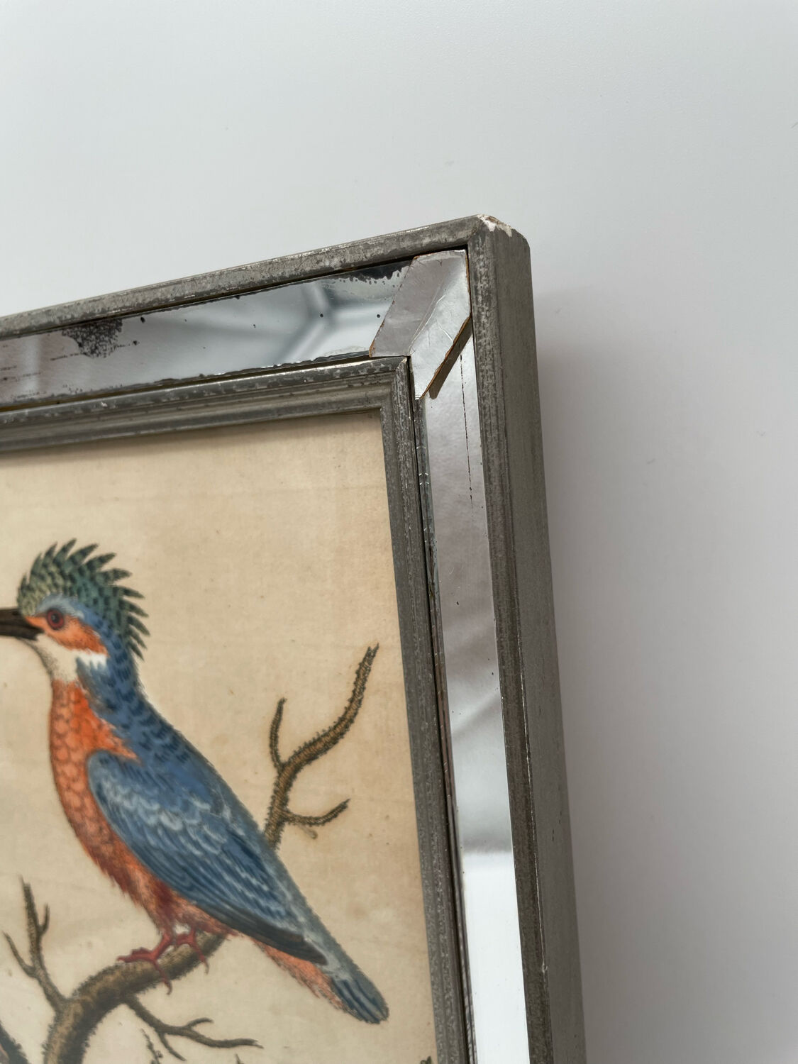 Antique engraving of bird naturalist, by Georges Edwards.