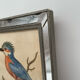 Antique engraving of bird naturalist, by Georges Edwards.
