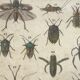 Bouasse-Lebel educational board at the end of the 19th Natural History Insects