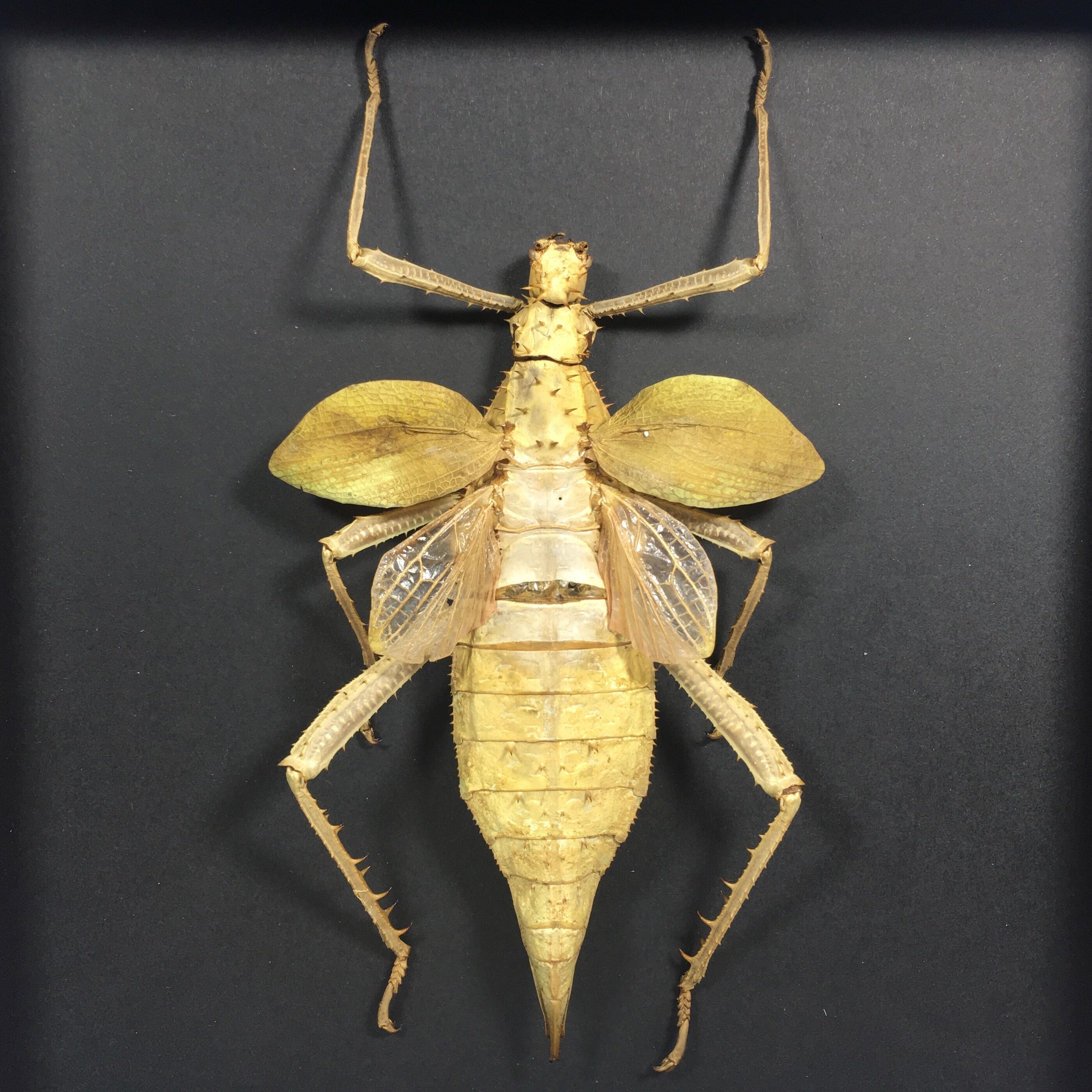 Framed naturalized grasshopper