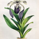 Affiche ancienne - Planche botanique de 1854