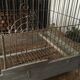 Cage à oiseaux