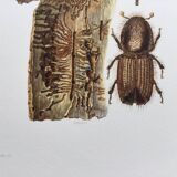 Vintage Insect Print, Old Illustration from the 60s