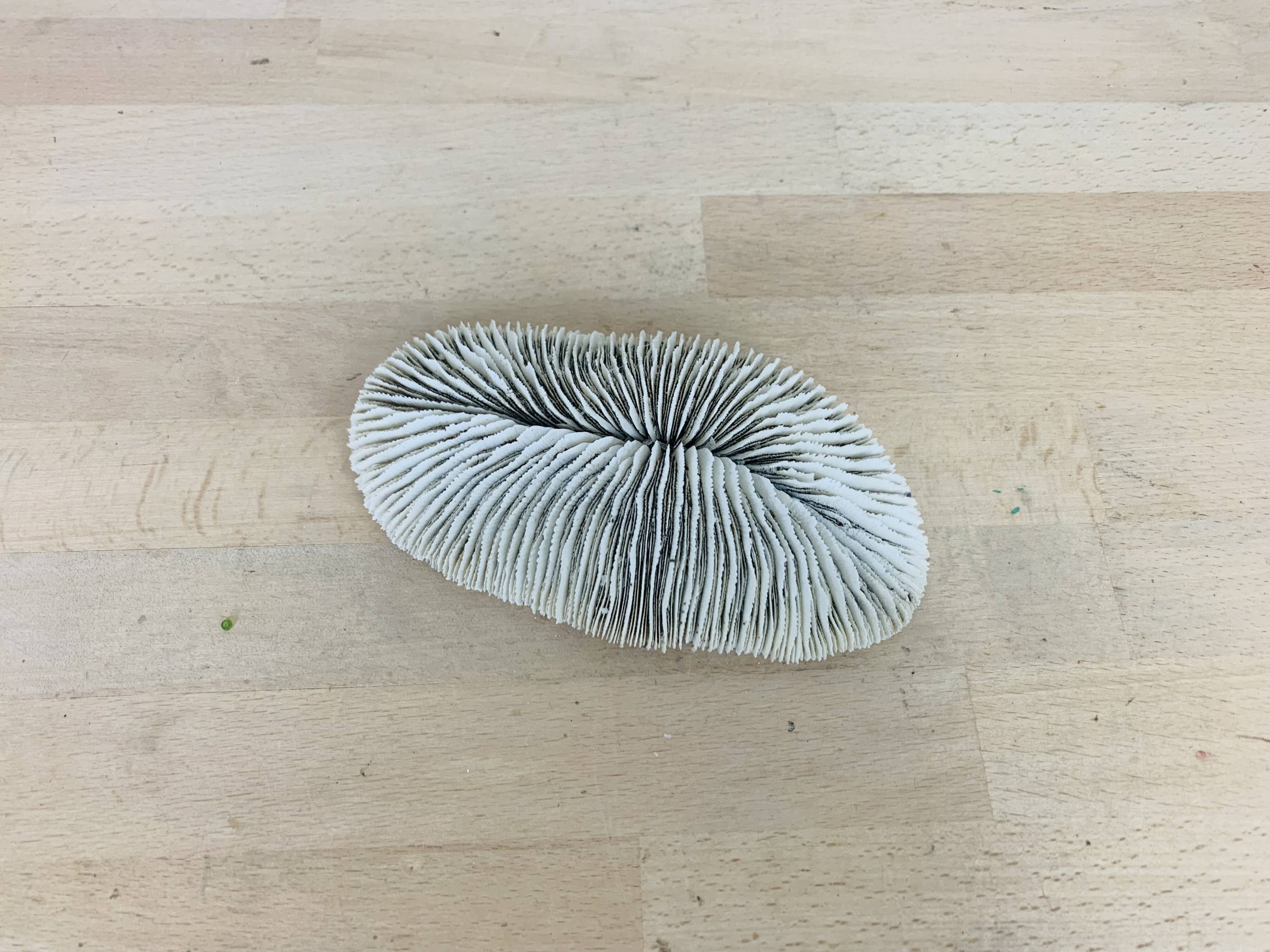 Natural White Fungia Coral