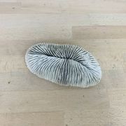 Corail Fungia blanc naturel