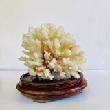 Corail