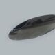 Minimalist oval steel vase