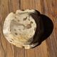Round beige petrified wood bowl D21- 3780