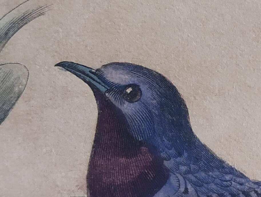 Ornithological Plate Buffon 1838 "Cock of the Rock, Goose & Blue Cordon"