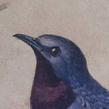 Ornithological Plate Buffon 1838 "Rooster of Rock, Goose & Cordon Bleu"