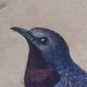 Ornithological Plate Buffon 1838 "Cock of the Rock, Goose & Blue Cordon"