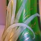 Vase with daffodils in blown glass, enameled, gilded, Legras Montjoye workshops, art nouveau