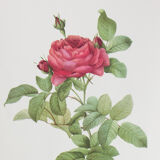 Dreaded botanical board