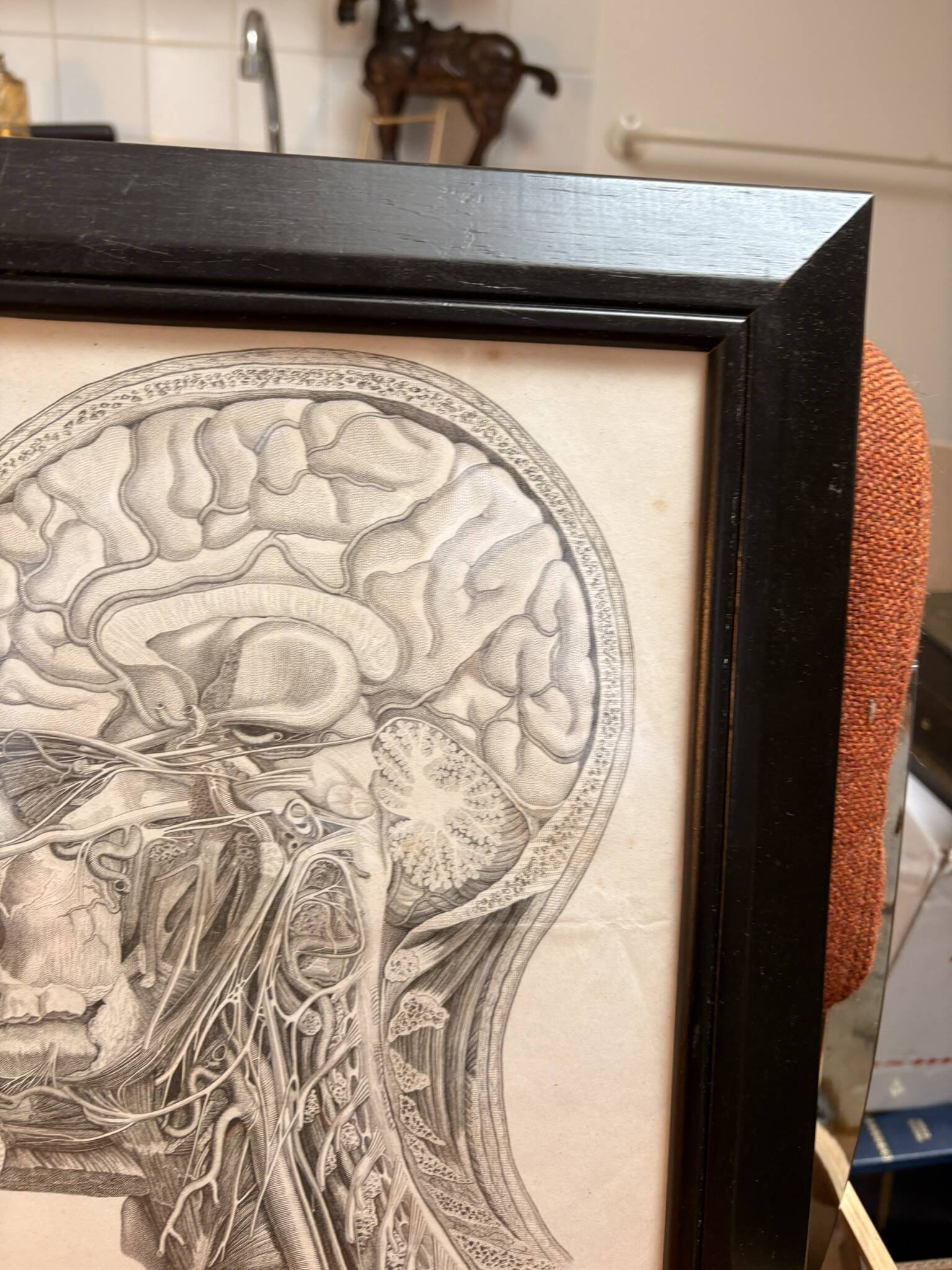Old Print Engraving by Friderici Arnoldi Icones of the Nerves of the Head