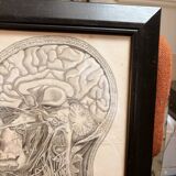Old Print Engraving by Friderici Arnoldi Icones of the Nerves of the Head