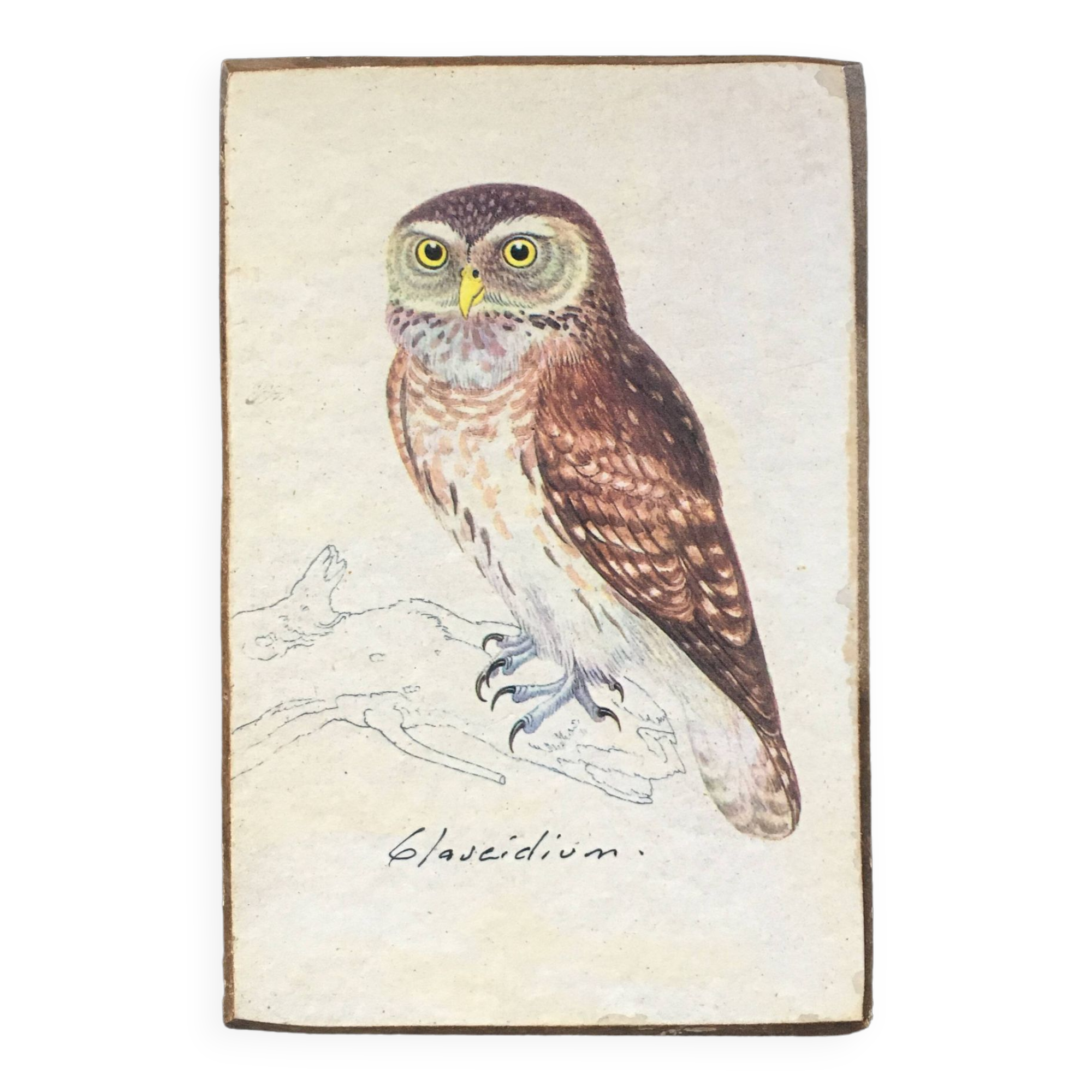 Owl ornithological board