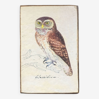 Owl ornithological board