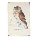 Owl ornithological board
