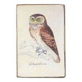 Planche ornithologique hibou