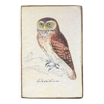 Planche ornithologique hibou