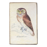 Owl ornithological board