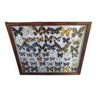 Naturalized butterfly painting