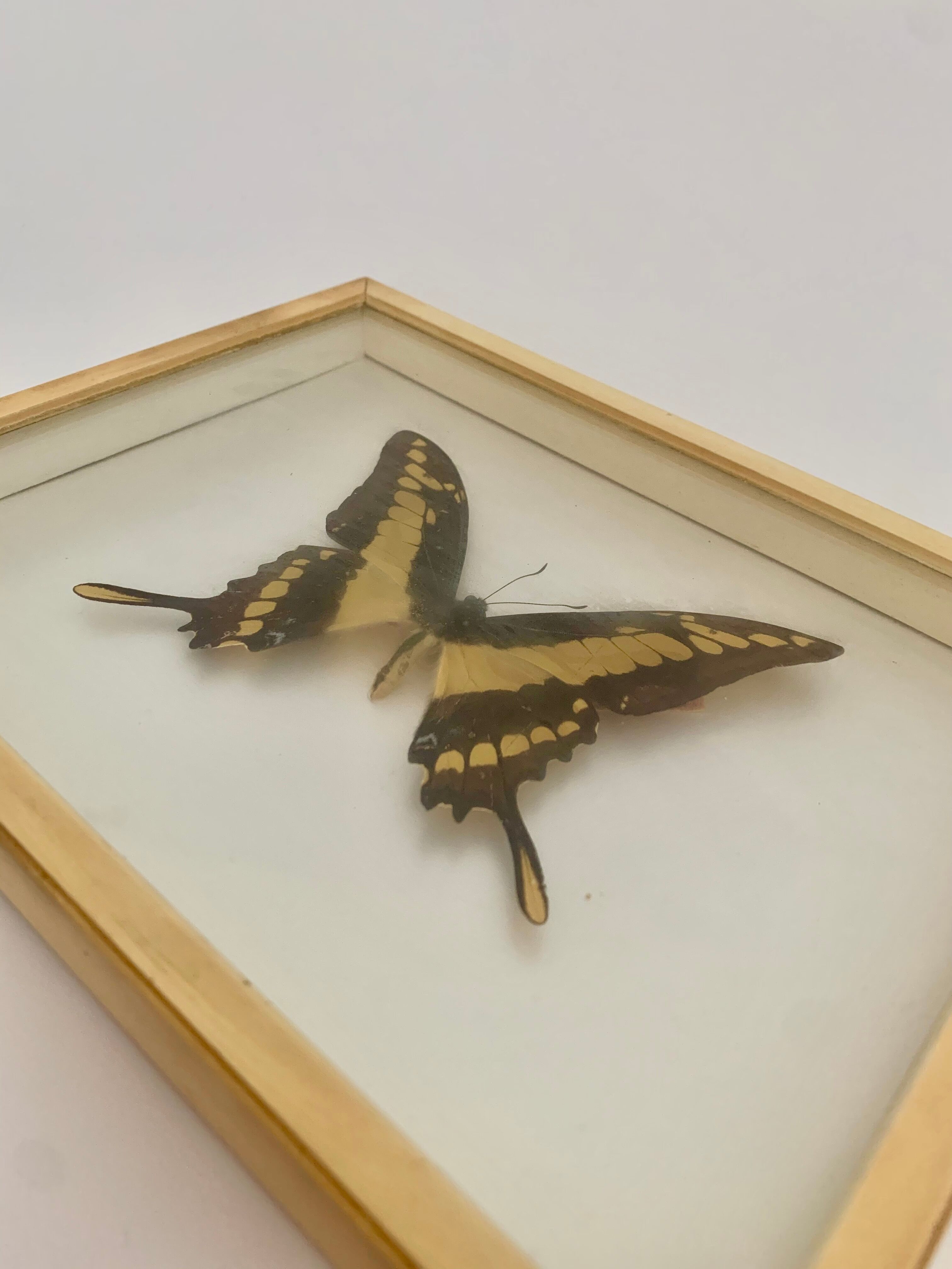 Butterfly wall frame
