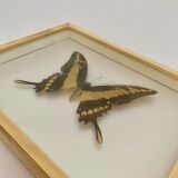Butterfly wall frame