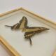 Cadre mural papillon