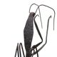 Sculpture of a religious mantis in wrought iron, 50s