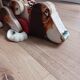 Snoopy chien en bois à tirer fisher price