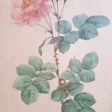 Antique botanical frame