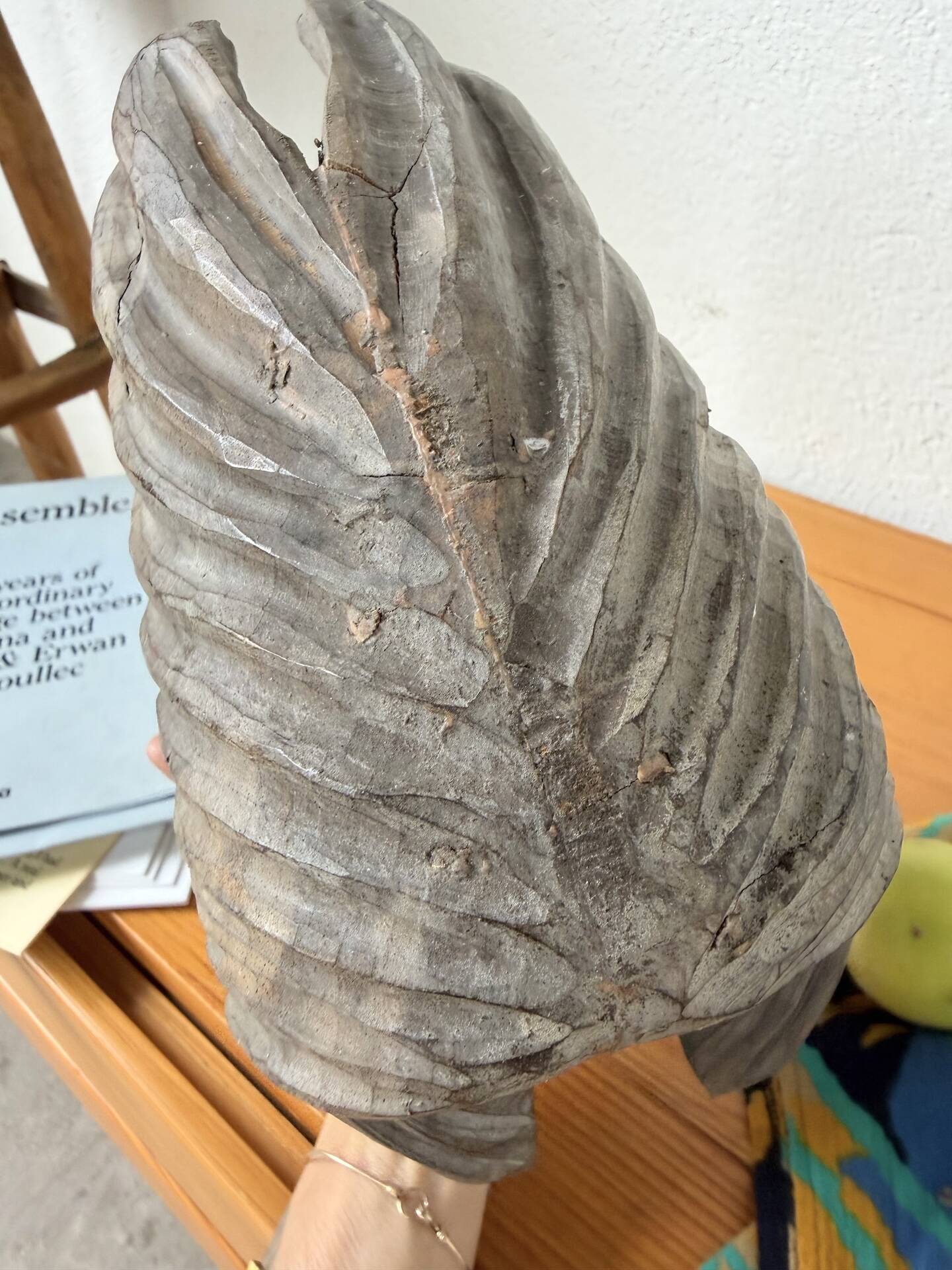 Brutalist wood shell sculpture box 1900